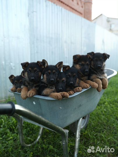 Щенки немецкой овчарки