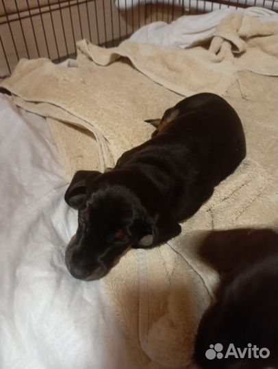 Щенки кроличей таксы