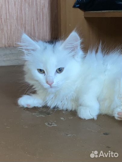 Кошки в добрые руки