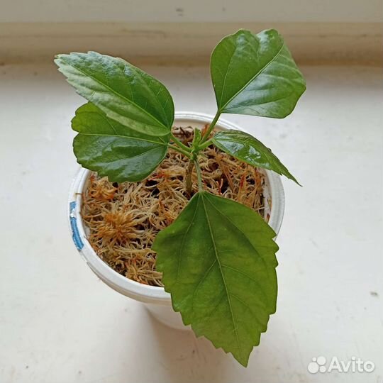 Гибискус, китайская роза