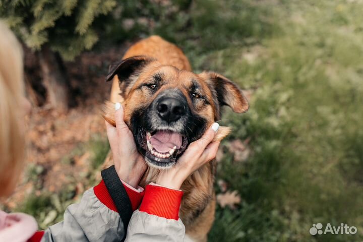 Собака в добрые руки