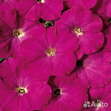 Петуния из профессионал. семян, черенки тайдала