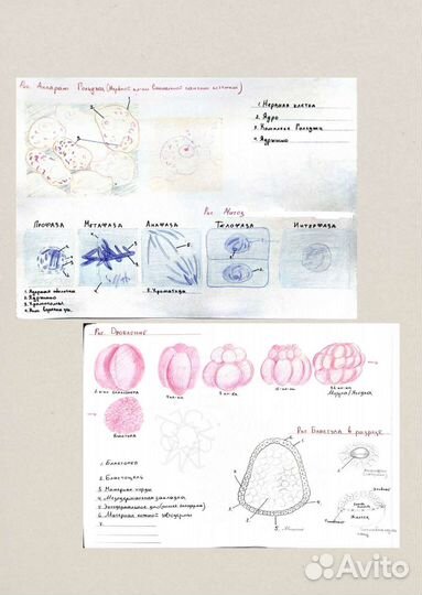 Рисую на заказ гистологию/анатомию/биологию