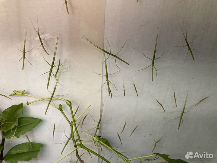 Аннамский палочник