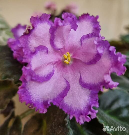 Детки сортовых фиалок