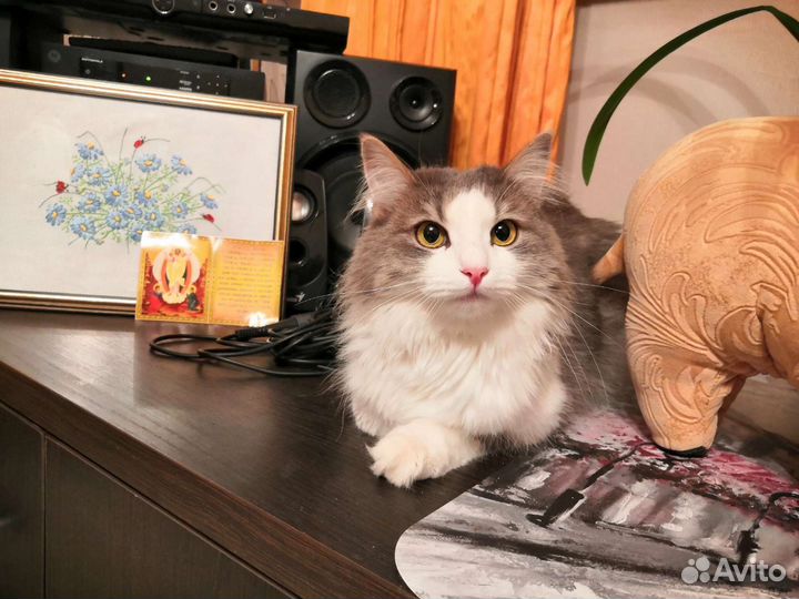 Кошечка для любви