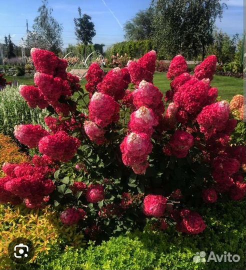 Гортензии,мордовник, синюха, волжанка,фундук