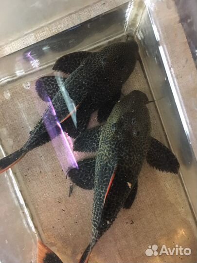 Сомы Коридорасы