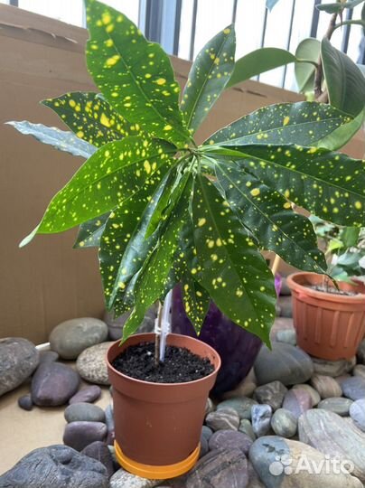 Кротон аукуболистный