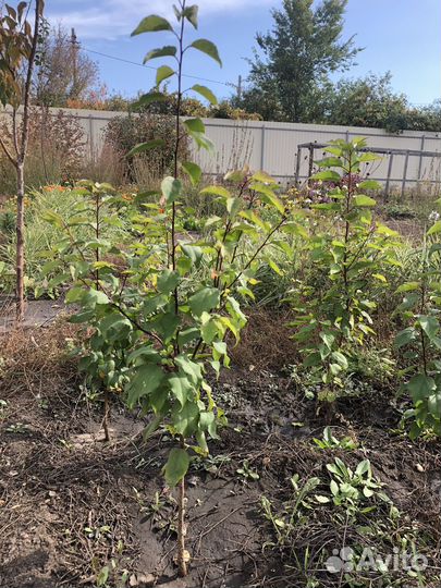 Саженцы малины красной и жёлтой и др