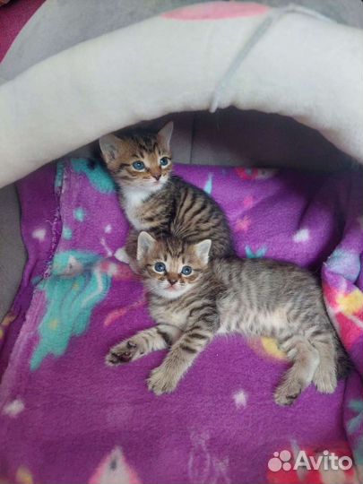 Кошки в добрые руки