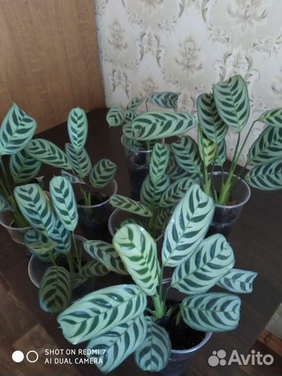 Калатея, Пальма