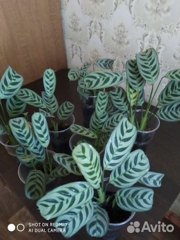 Калатея, Пальма