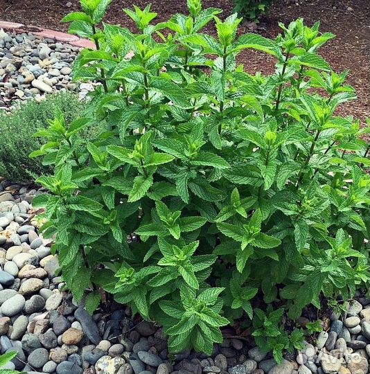 Саженцы пряно - ароматических растений для сада