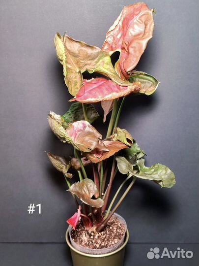 Сингониум клубничный лед