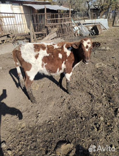 Продажа телят