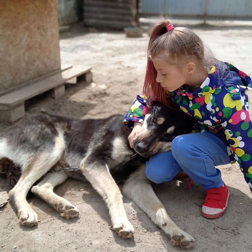 Кобель в добрые руки