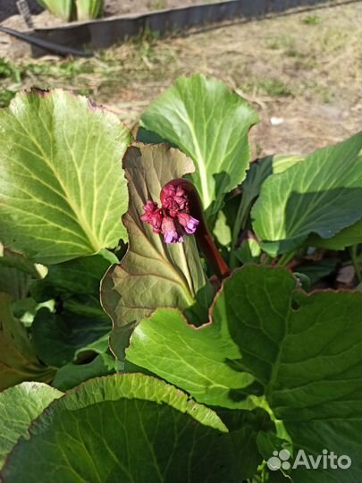 Бадан, корни