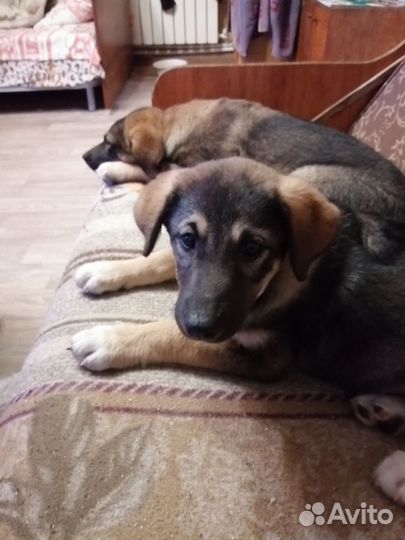 Восточноевропейская овчарка