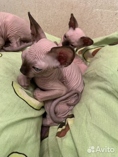 Канадский сфинкс котенок