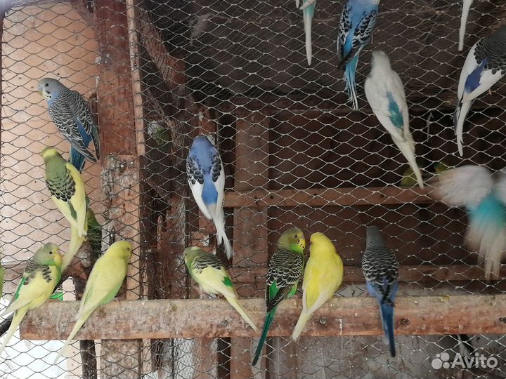 Волнистые попугаи, амадины, кореллы