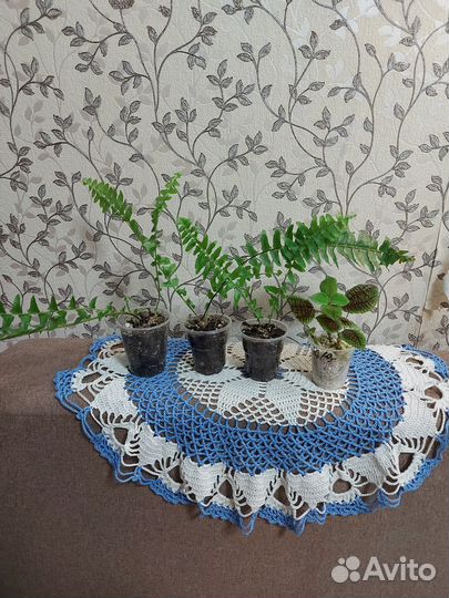 Комнатные растения цветы