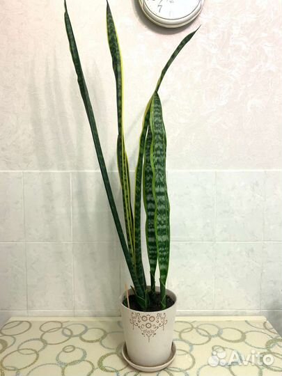 Сансевиерия лауренти