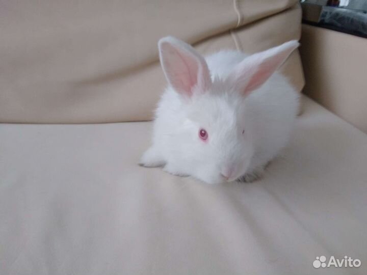 Декоративные кролики