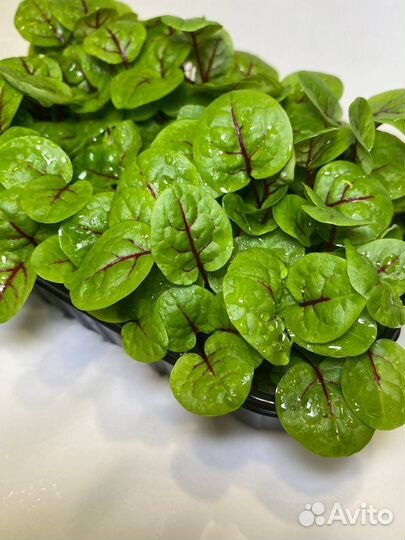 Микрозелень Щавель Кровавая Мэри