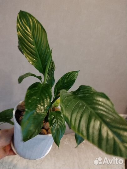 Комнатные цветы Спатифиллум