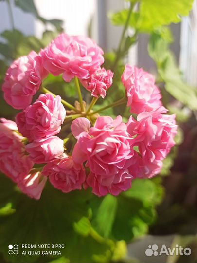 Продам цветы комнатные