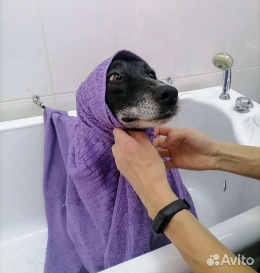 Собака Маруся