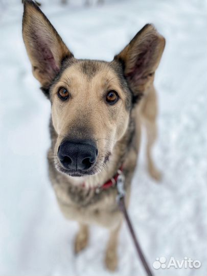 Обаятельный Марли ищет дом