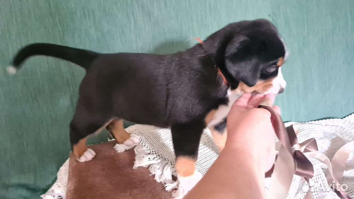 Щенки Зенненхунд