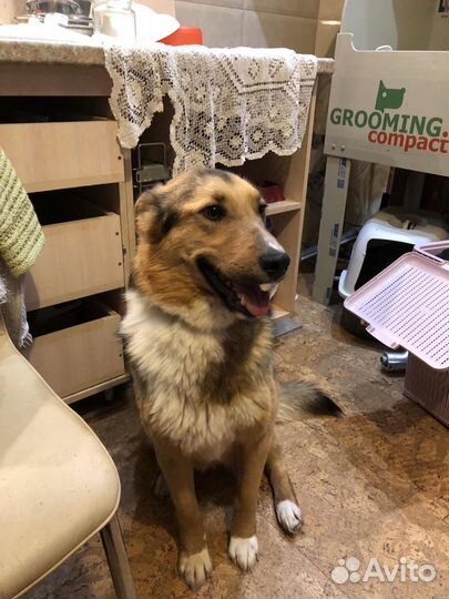 Собака в добрые руки