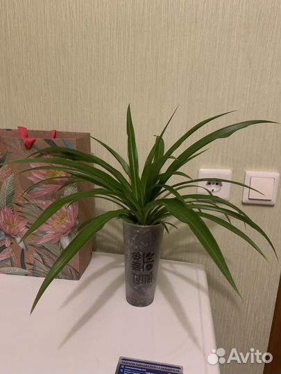 Хлорофитум витатум