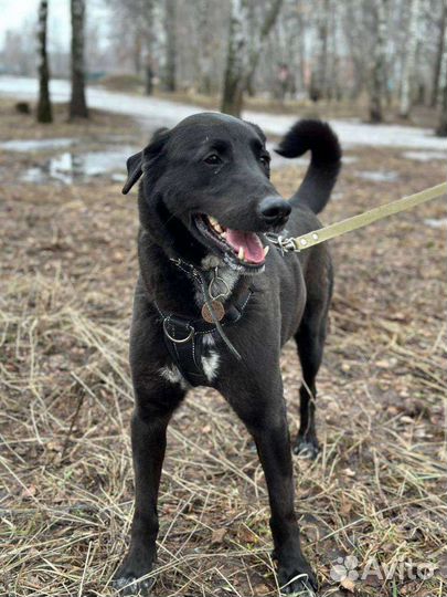 Киану грустит в приюте