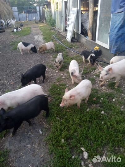 Поросята