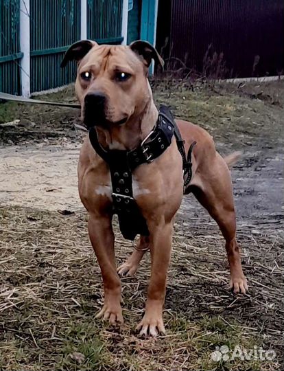Американский питбультерьер рр вязка