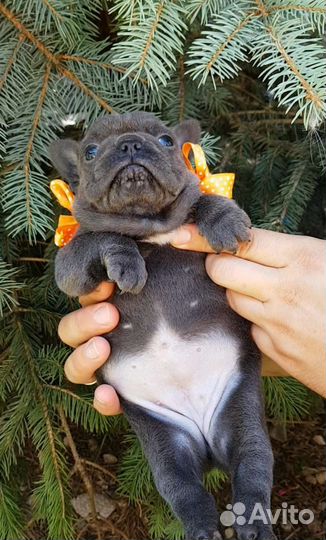 Французский бульдог щенки голубой
