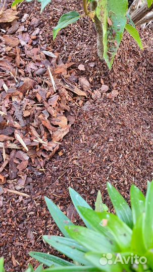 Кора сосны мульча