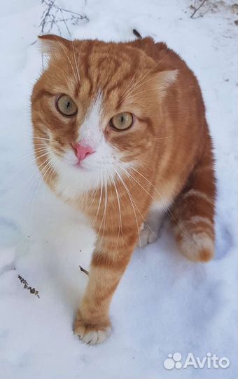 Кот Шотландский вислоухий