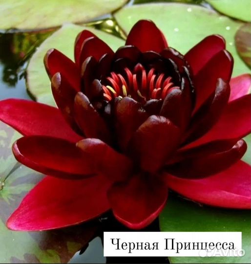 Растения для водоема,Водяная лилия,кувшинки,нимфеи