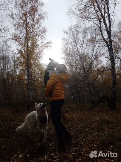 Частный кинолог