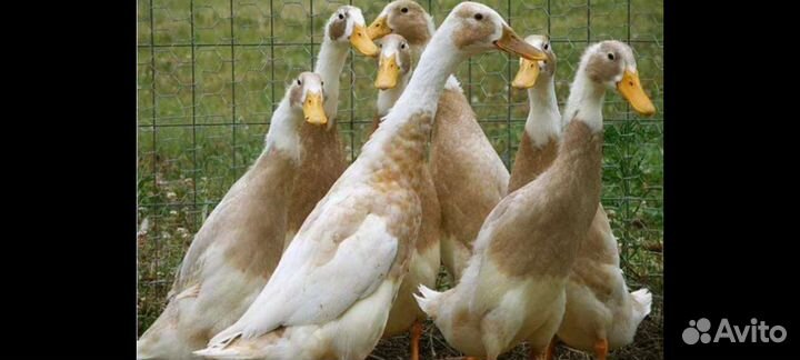 Цыплята утята