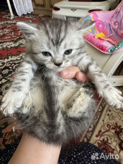 Кошки в добрые руки