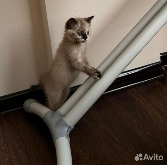 Сиамская кошка