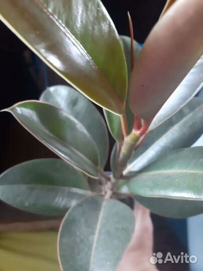 Ипомея, фикус, калина бульденеж