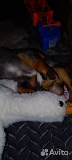 Продается щенок карликовой таксы