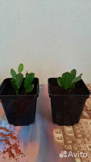 Декабрист, фикус